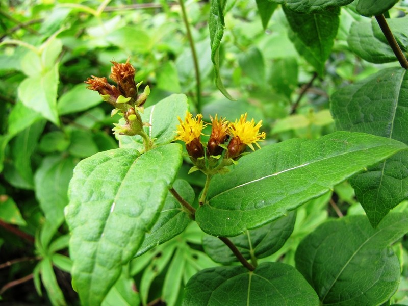 Calea jamaicensis photo 6