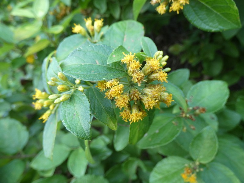 Calea jamaicensis photo 7