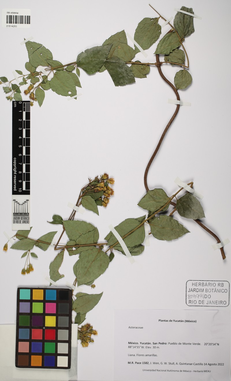 Calea jamaicensis photo 8