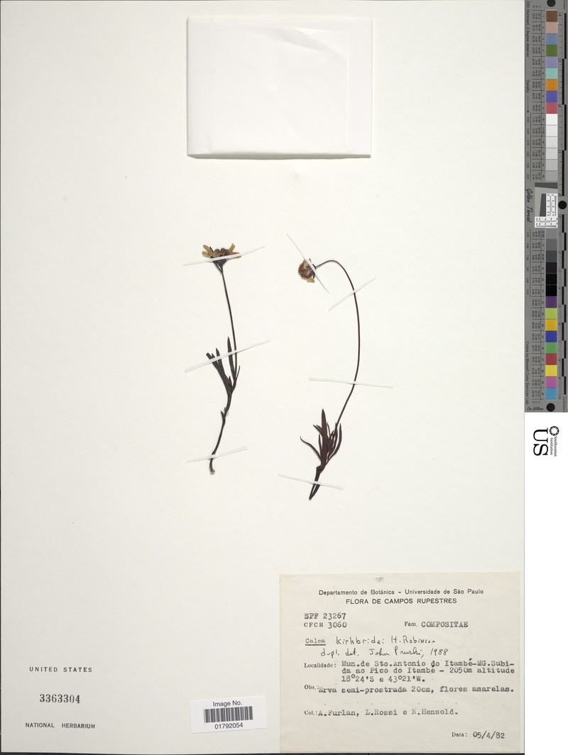 Calea kirkbridei