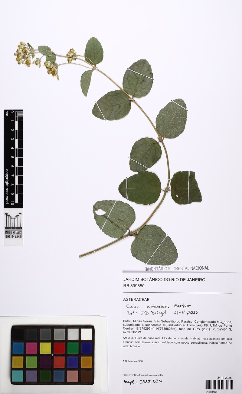 Calea lantanoides