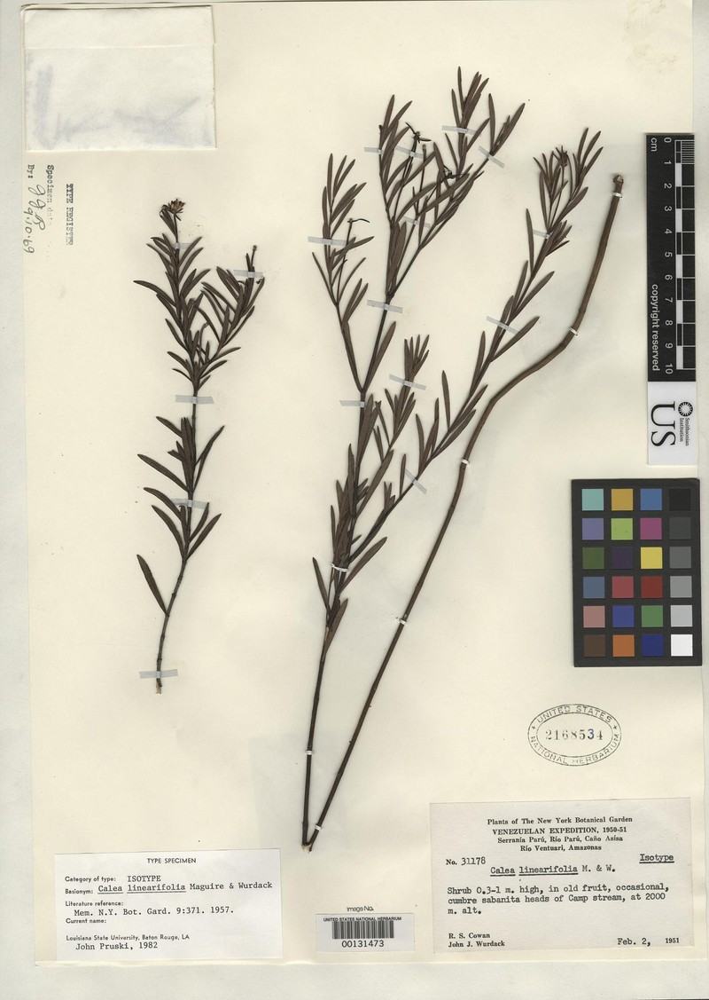 Calea linearifolia