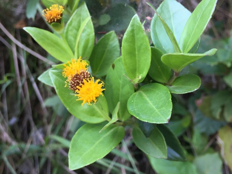 Calea longipedicellata