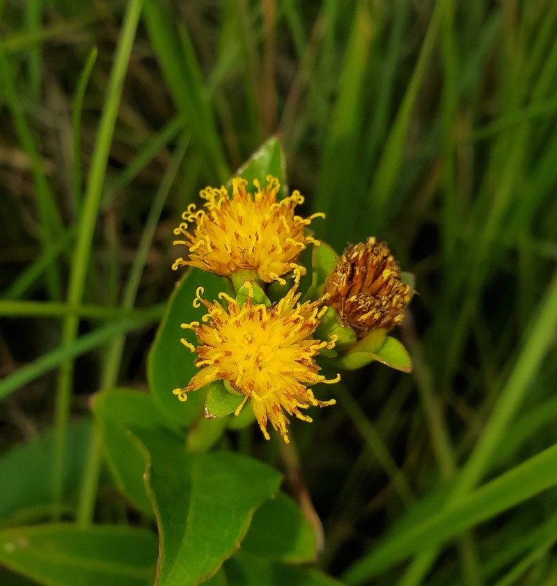 Calea longipedicellata photo 2