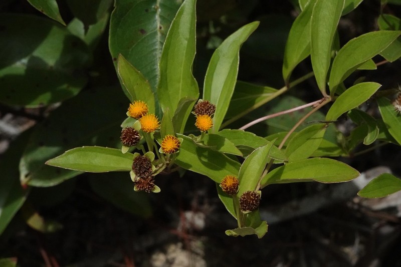Calea longipedicellata photo 3