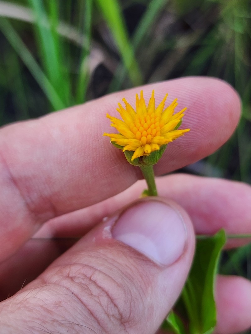 Calea longipedicellata photo 4