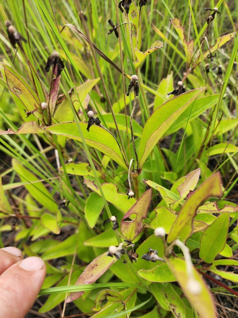 Calea longipedicellata photo 5