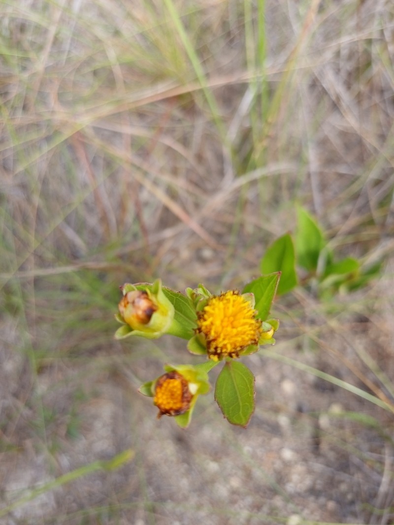 Calea longipedicellata photo 6