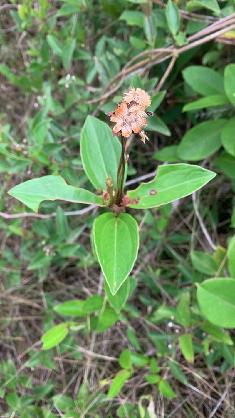 Calea longipedicellata photo 8