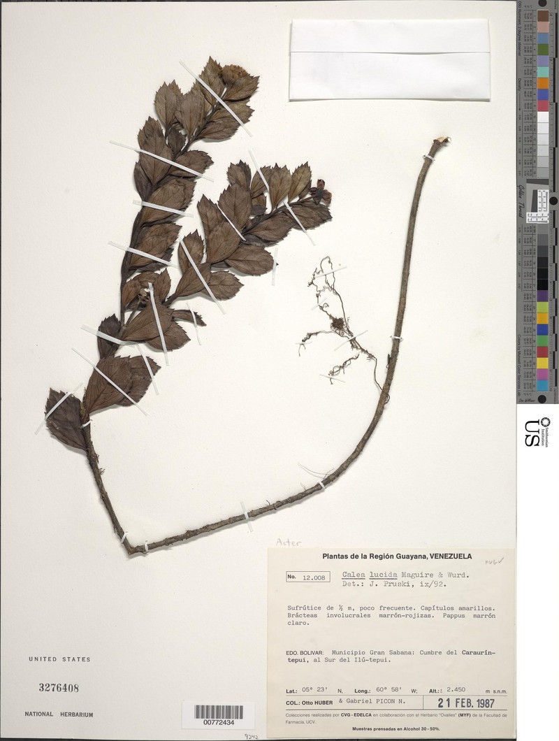 Calea lucida
