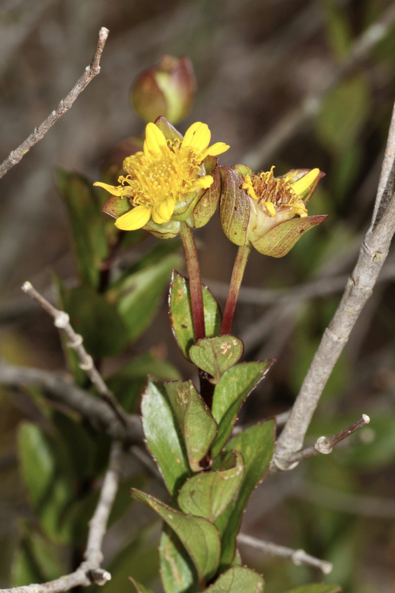 Calea lucidivenia