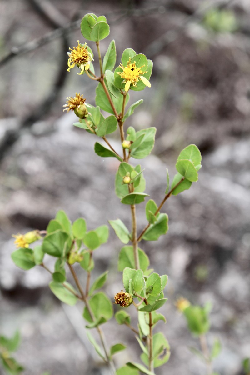 Calea lucidivenia photo 2