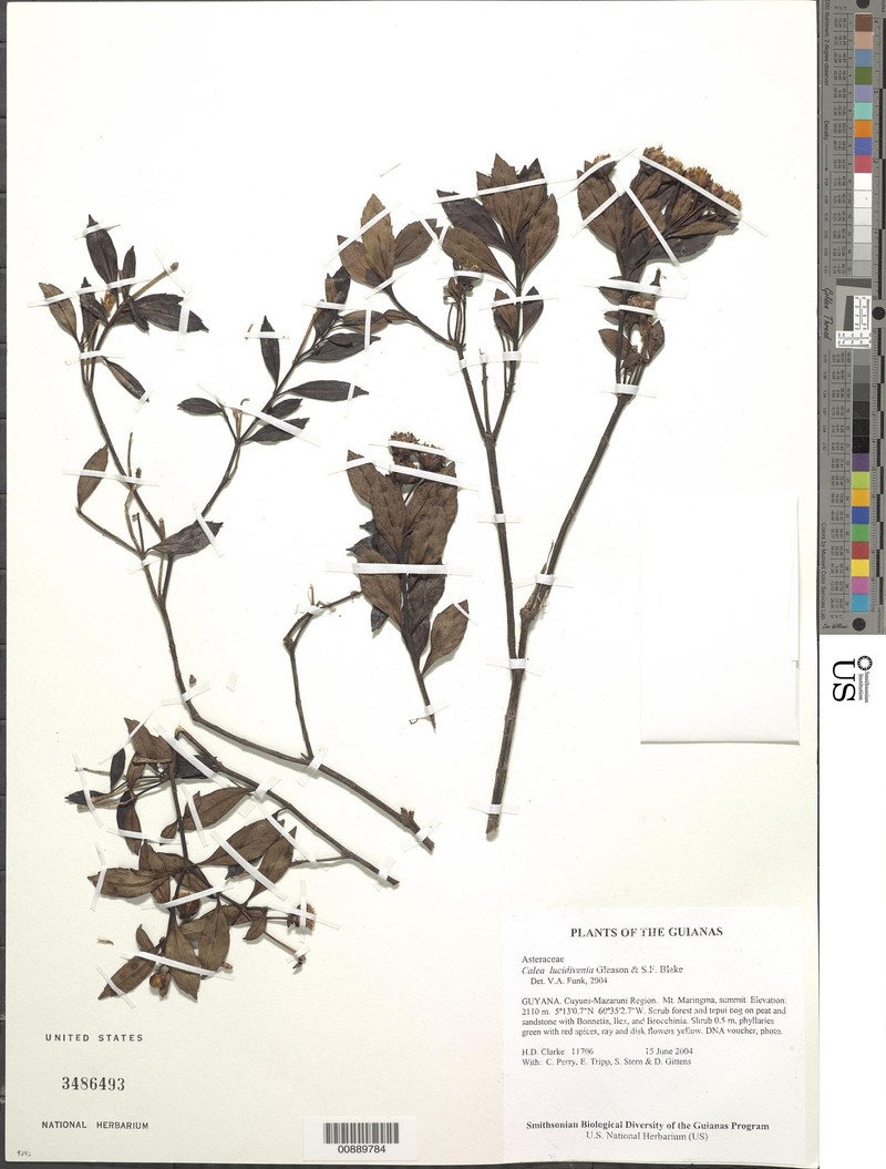 Calea lucidivenia photo 3