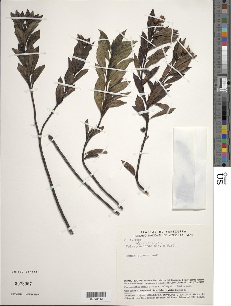 Calea lucidivenia var. cardonae