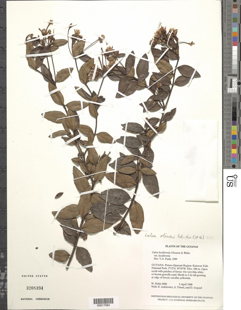 Calea lucidivenia var. lucidivenia
