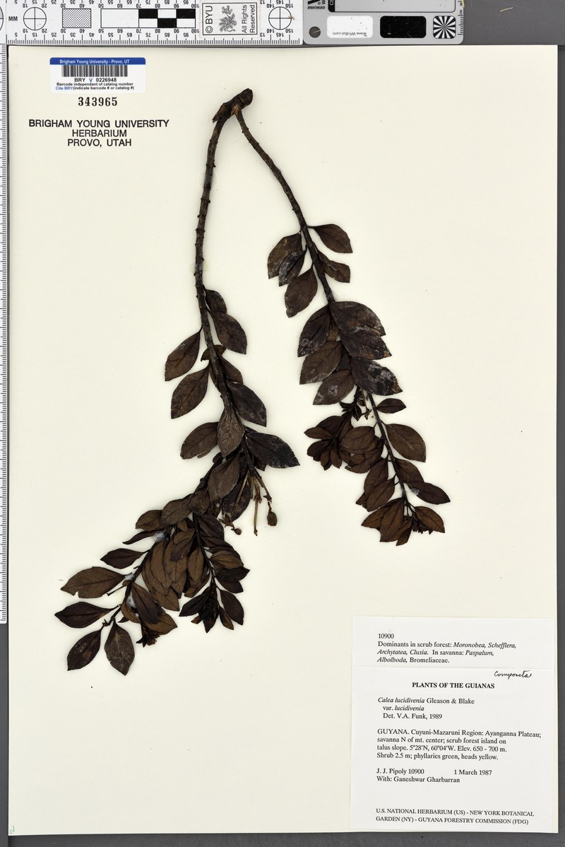 Calea lucidivenia var. lucidivenia photo 2