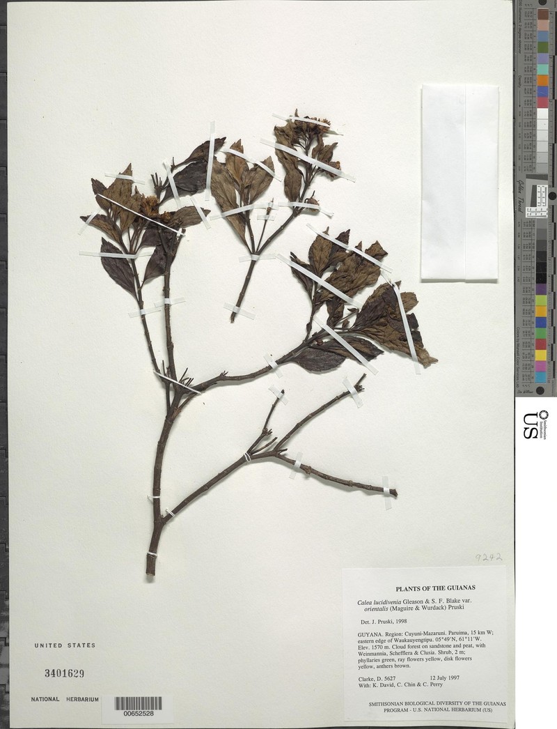 Calea lucidivenia var. orientalis