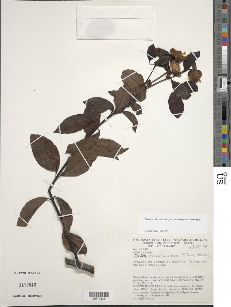 Calea lucidivenia var. punctata