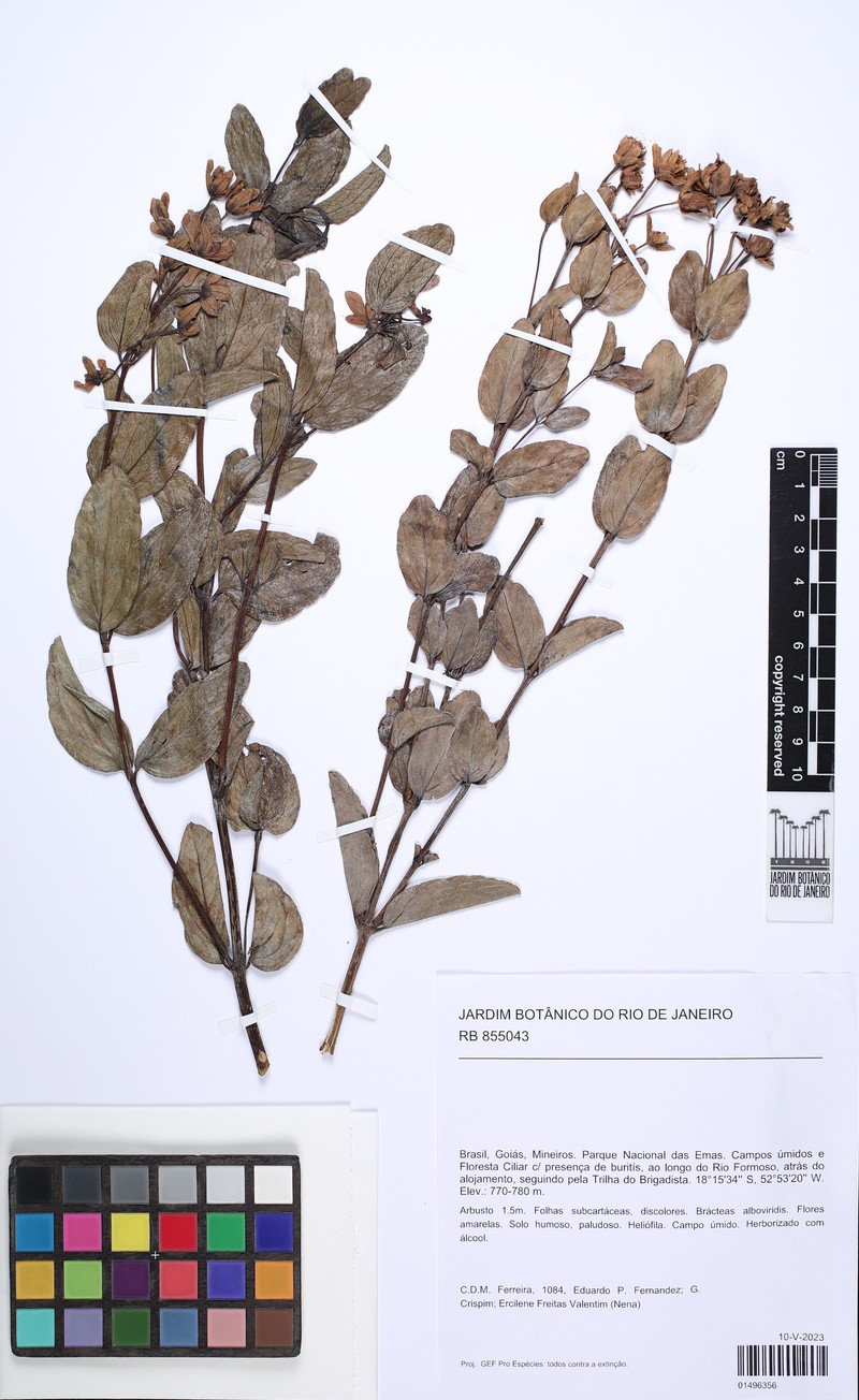 Calea lutea