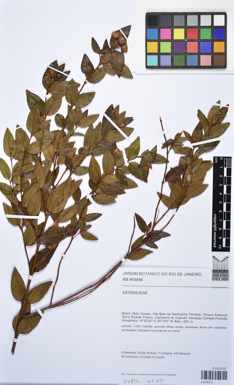 Calea lutea photo 2