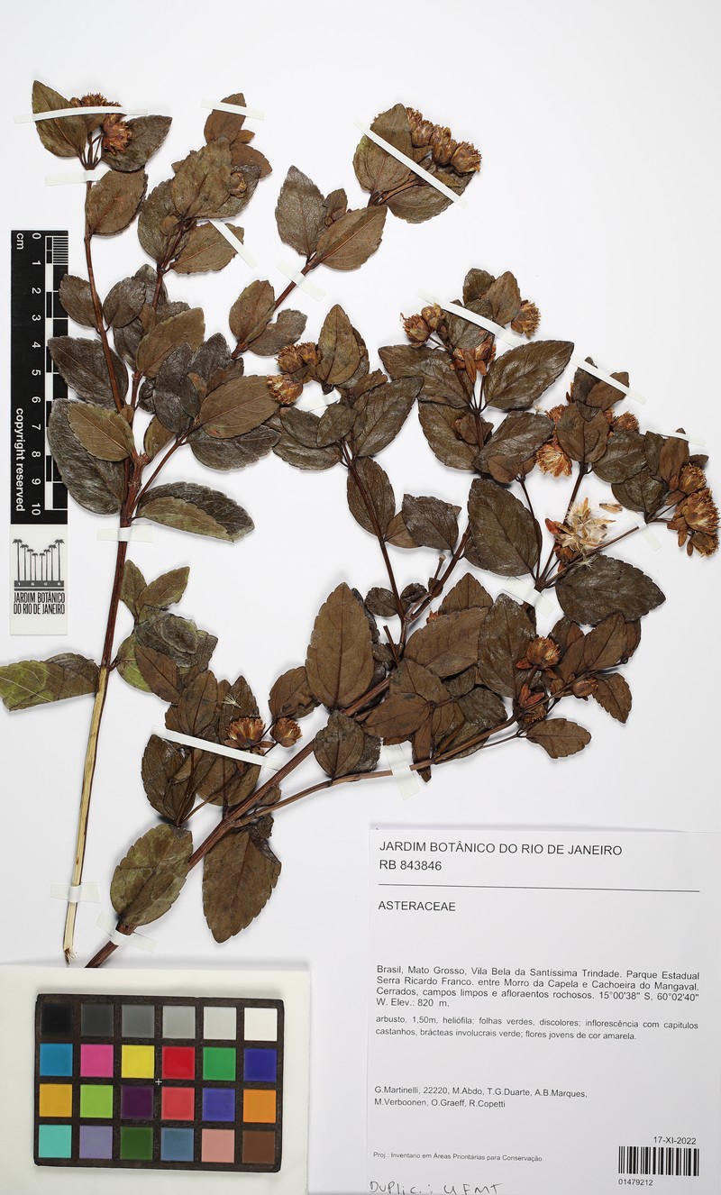 Calea lutea photo 4