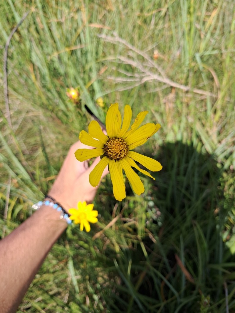 Calea marginata photo 3