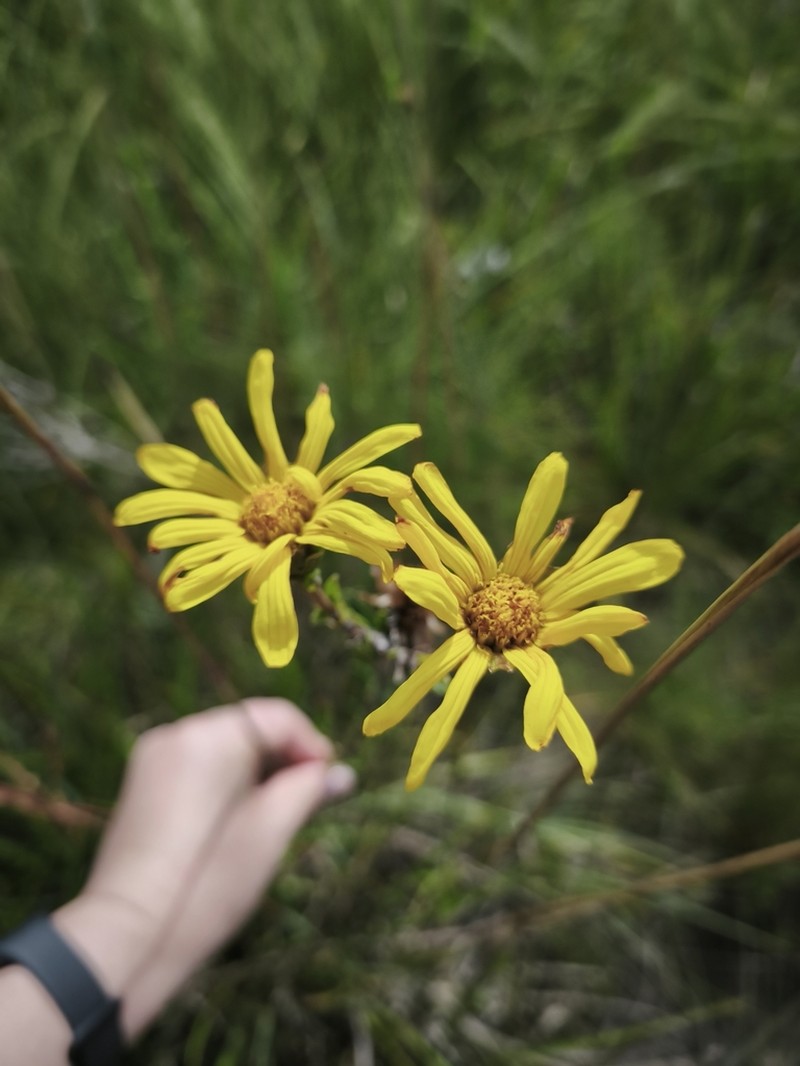Calea marginata photo 4