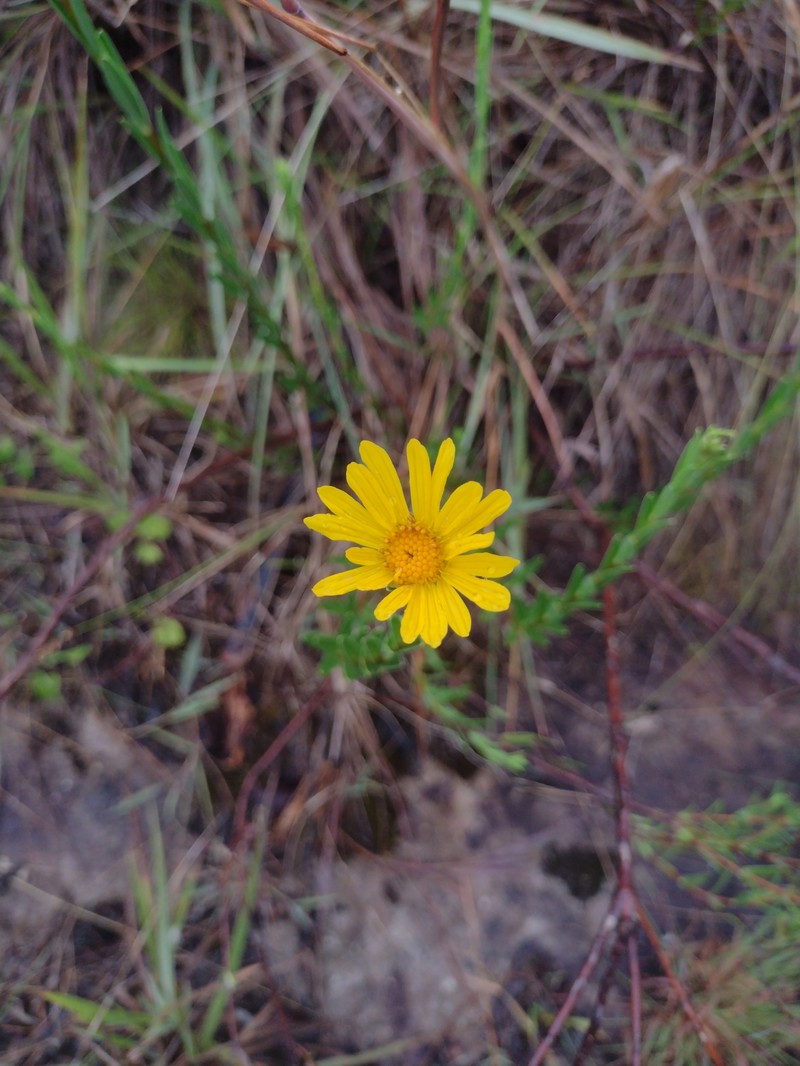 Calea marginata photo 6