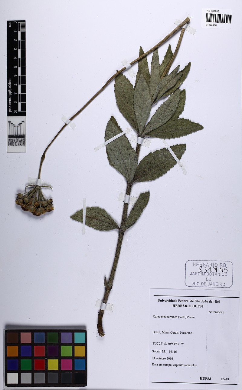 Calea mediterranea