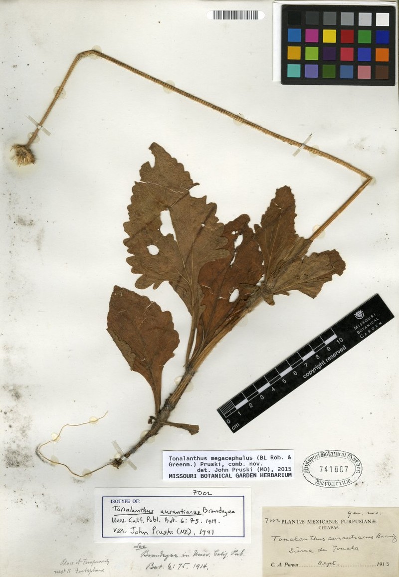 Calea megacephala