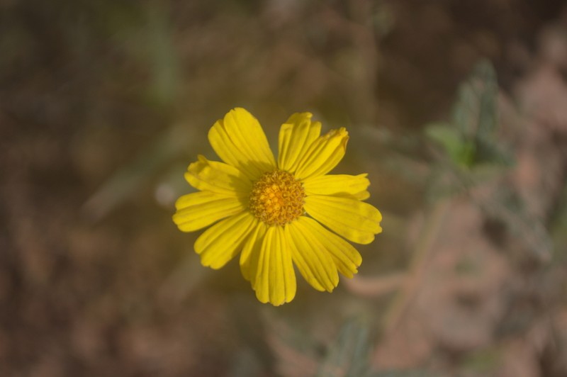 Calea melissifolia