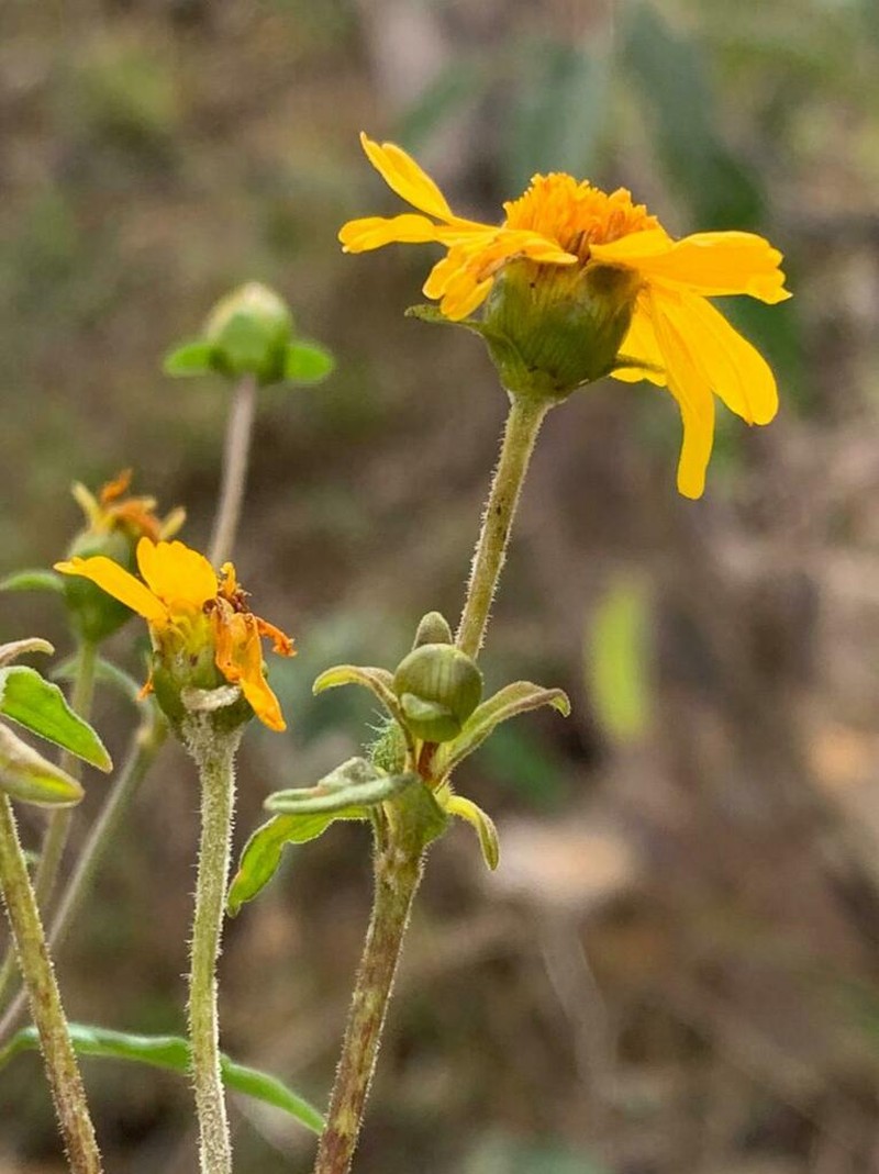 Calea melissifolia photo 2