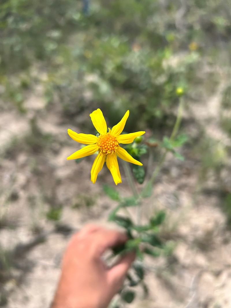 Calea melissifolia photo 4