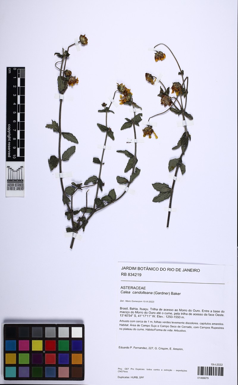Calea melissifolia photo 6