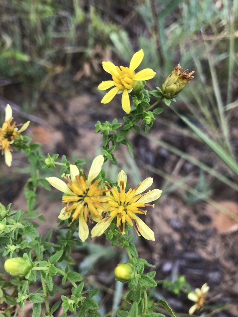 Calea microphylla