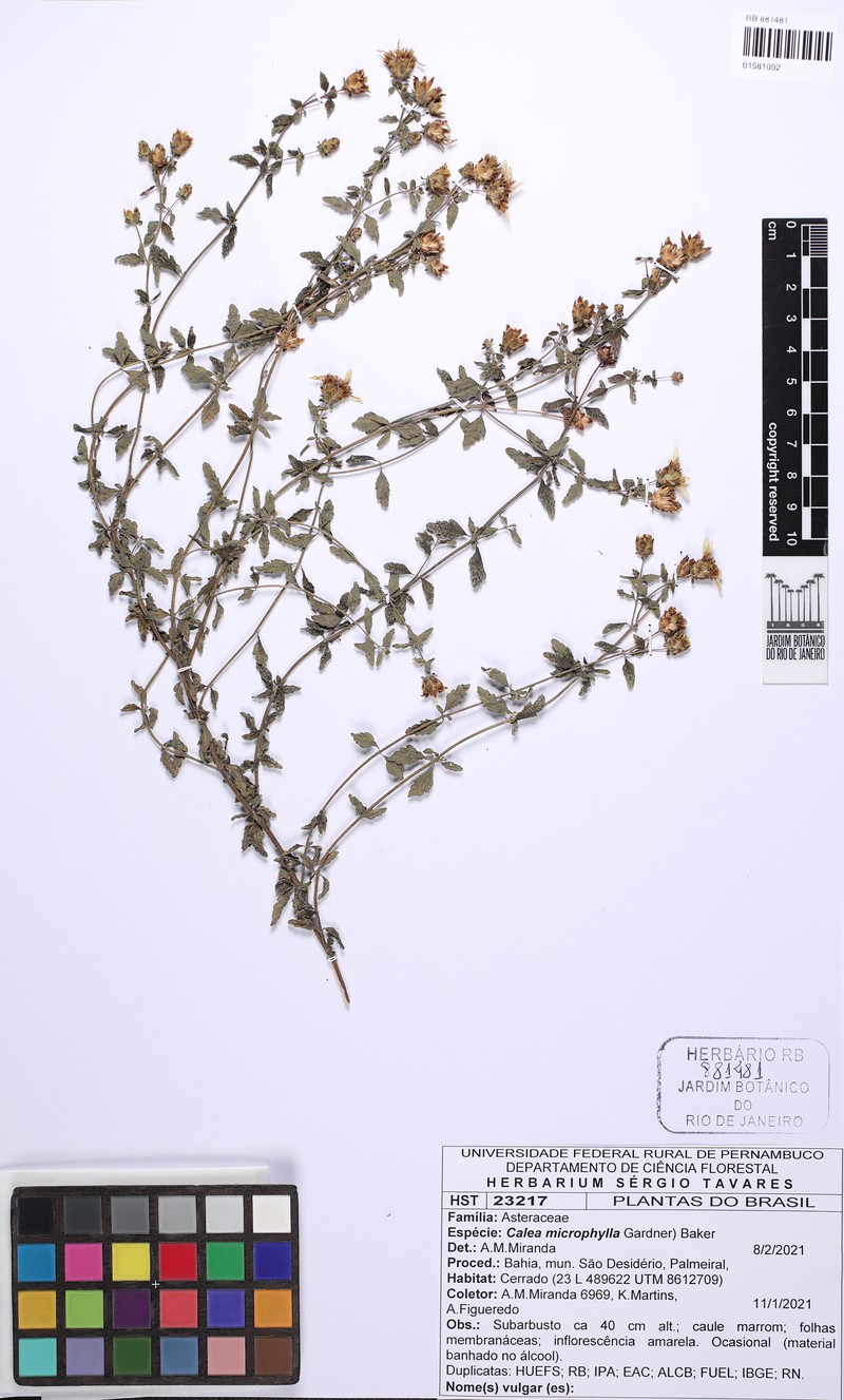 Calea microphylla photo 2