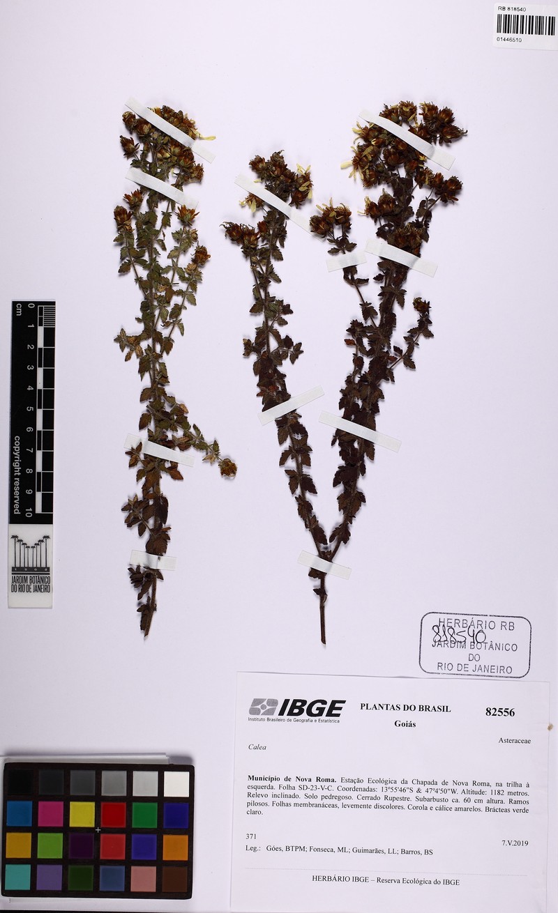 Calea microphylla photo 3