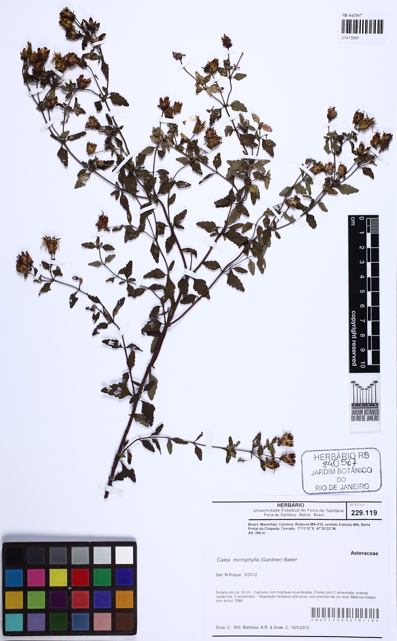 Calea microphylla photo 4