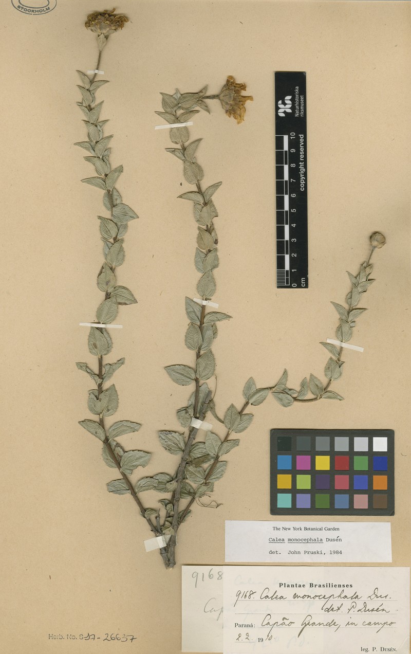 Calea monocephala
