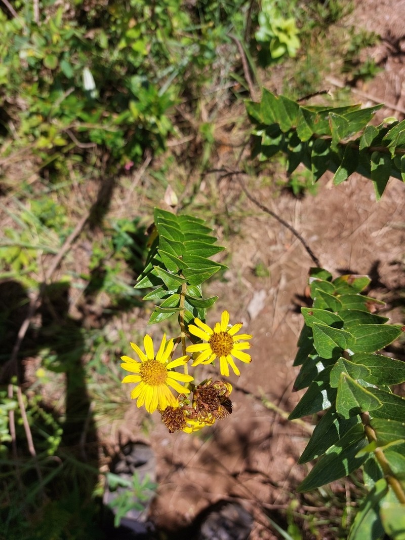 Calea myrtifolia