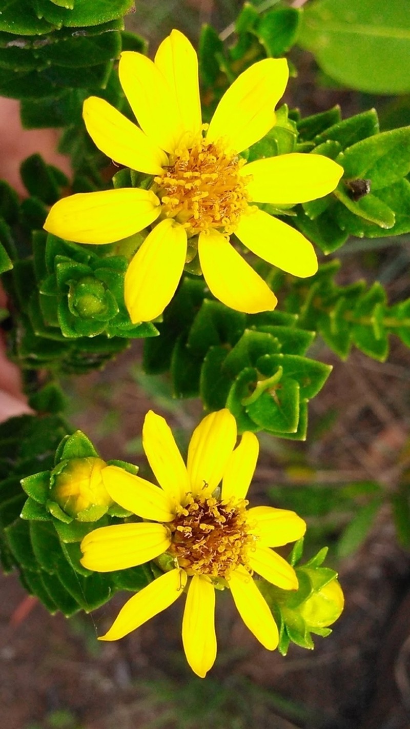 Calea myrtifolia photo 2