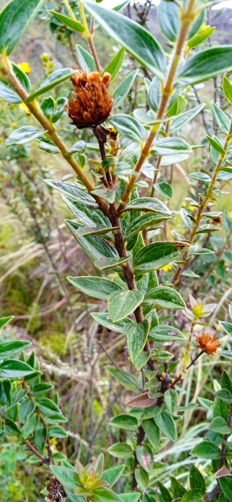Calea myrtifolia photo 3
