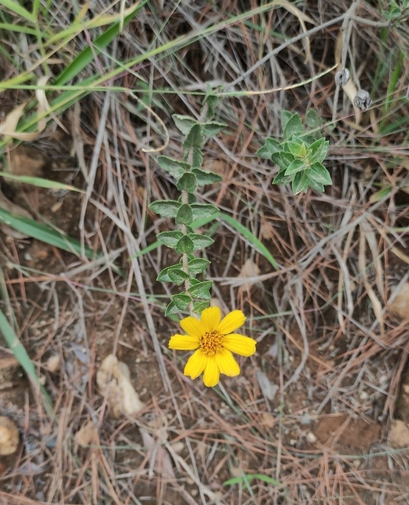 Calea myrtifolia photo 4