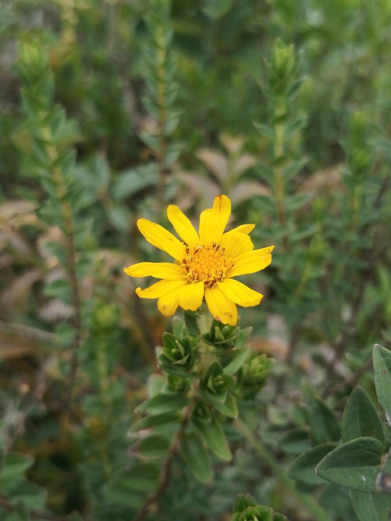 Calea myrtifolia photo 5