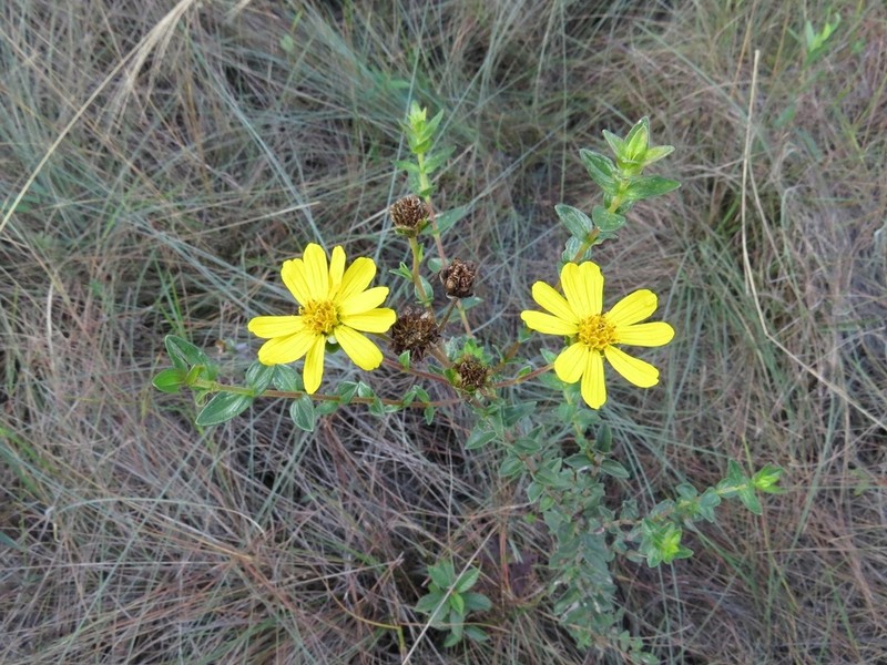 Calea myrtifolia photo 6