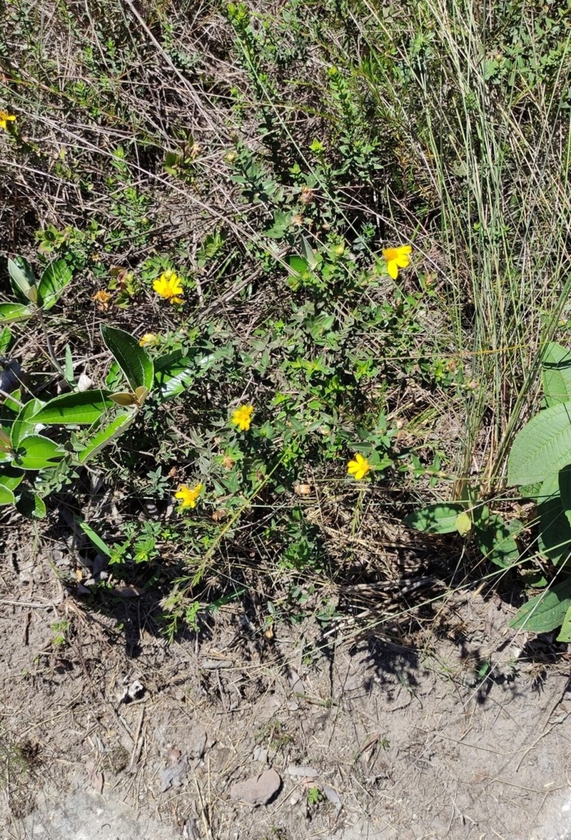 Calea myrtifolia photo 8
