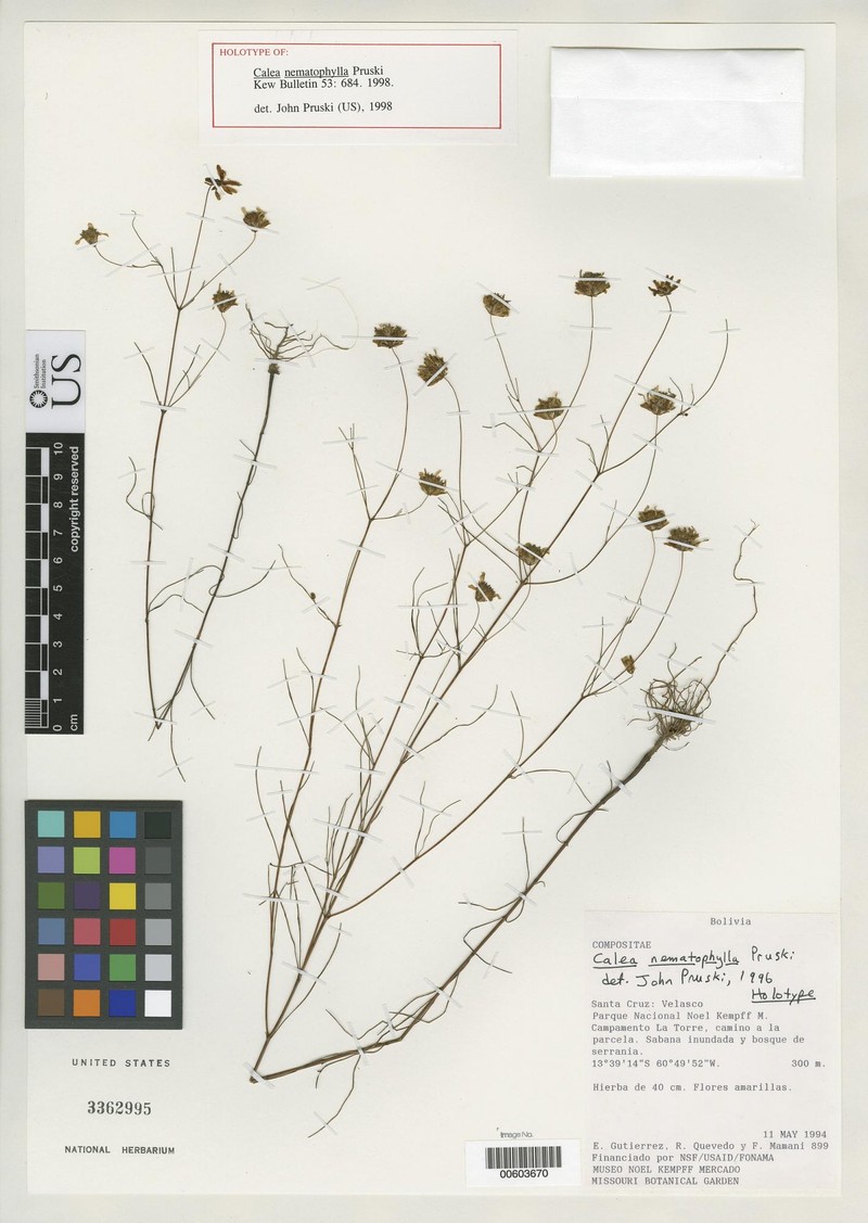 Calea nematophylla