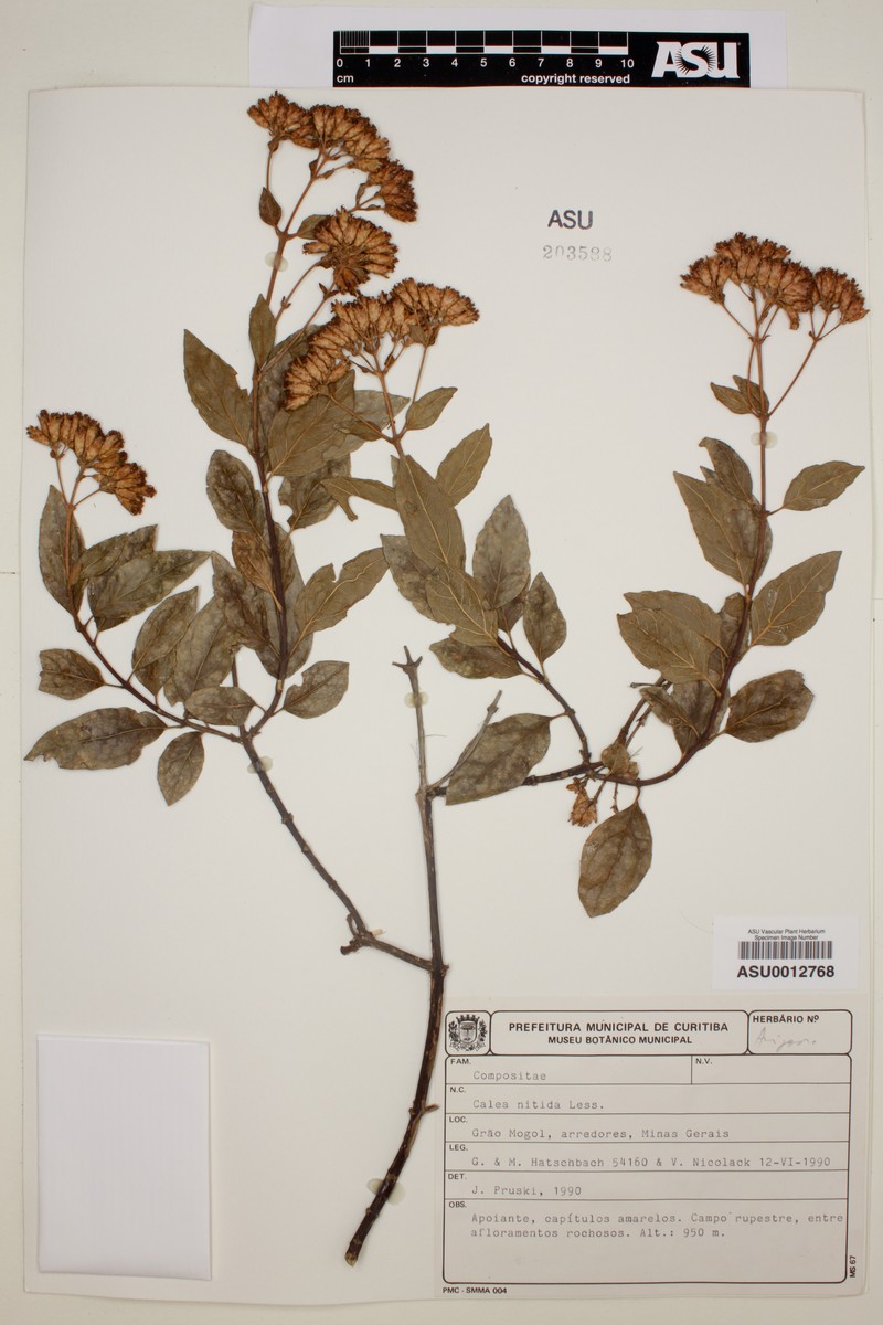 Calea nitida
