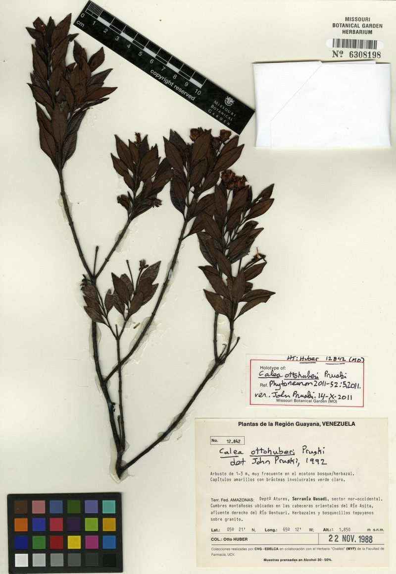 Calea ottohuberi