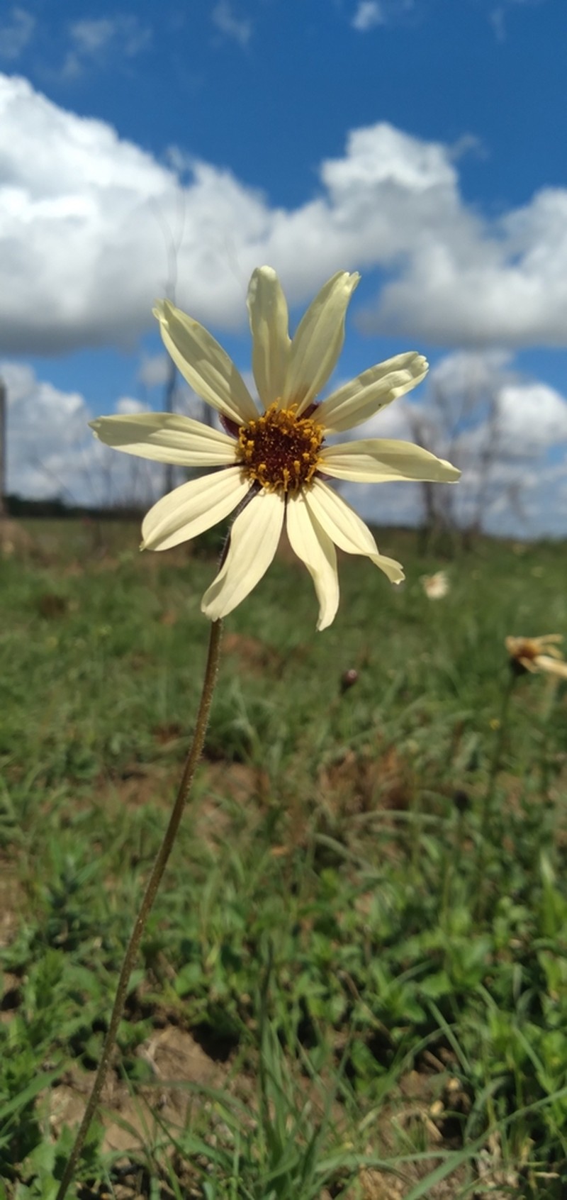 Calea paraguayensis